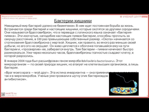 Бактерии-хищники Невидимый мир бактерий далеко не безмятежен. В нем идет постоянная