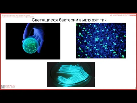 Светящиеся бактерии выглядят так: