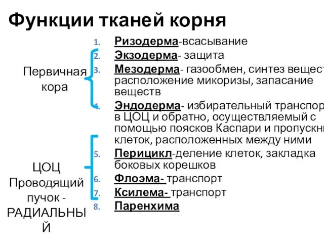 Ризодерма-всасывание Экзодерма- защита Мезодерма- газообмен, синтез веществ, расположение микоризы, запасание веществ