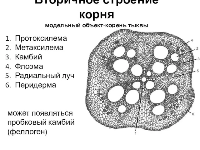 Вторичное строение корня модельный объект-корень тыквы Протоксилема Метаксилема Камбий Флоэма Радиальный