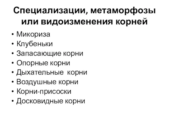 Специализации, метаморфозы или видоизменения корней Микориза Клубеньки Запасающие корни Опорные корни