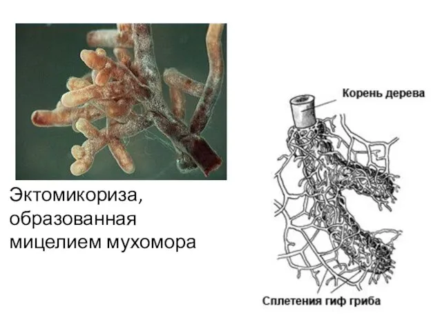 Эктомикориза, образованная мицелием мухомора