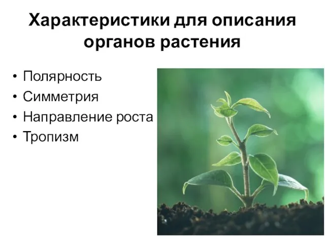 Характеристики для описания органов растения Полярность Симметрия Направление роста Тропизм