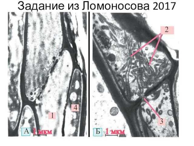 Задание из Ломоносова 2017