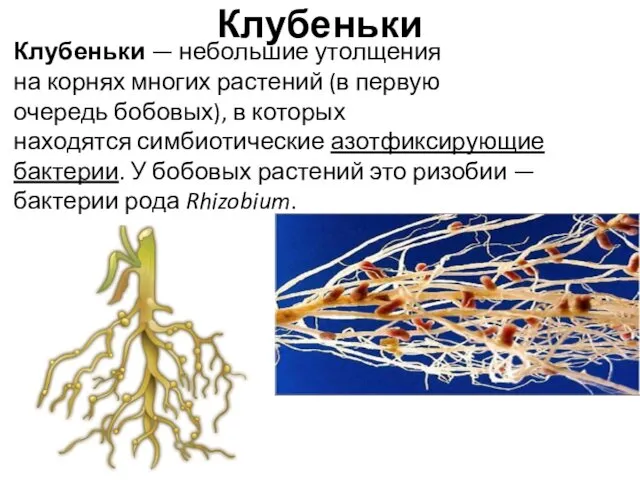 Клубеньки Клубеньки — небольшие утолщения на корнях многих растений (в первую