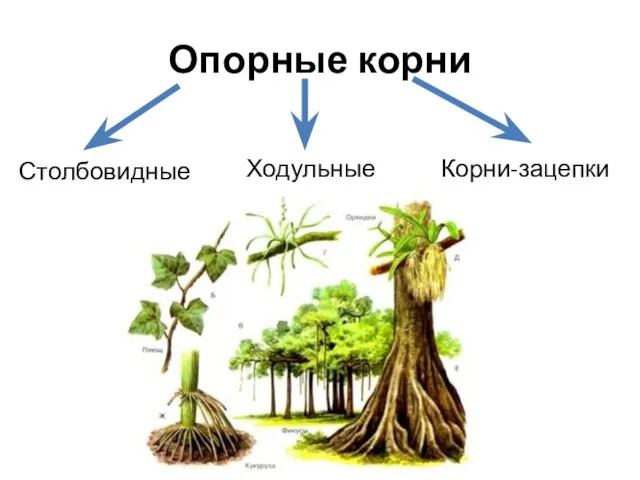 Опорные корни Столбовидные Ходульные Корни-зацепки