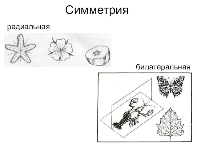 Симметрия билатеральная радиальная