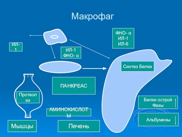 Макрофаг ИЛ-1 Протеолиз Синтез Белка Белки острой Фазы Альбумины ПАНКРЕАС АМИНОКИСЛОТЫ