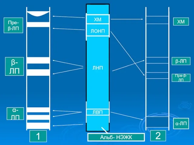 Альб- НЭЖК ЛНП ХМ β-ЛП Пре-β-ЛП α-ЛП 2 1 α-ЛП β-ЛП Пре- β-ЛП ЛВП ХМ ЛОНП