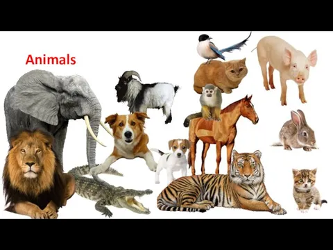 Animals