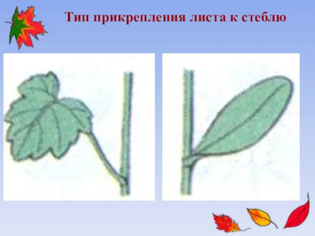 Тип прикрепления листа к стеблю