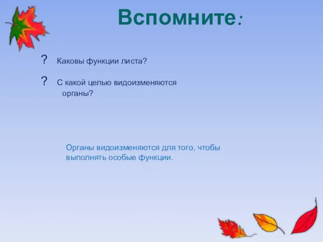 Вспомните: ? Каковы функции листа? ? С какой целью видоизменяются органы?