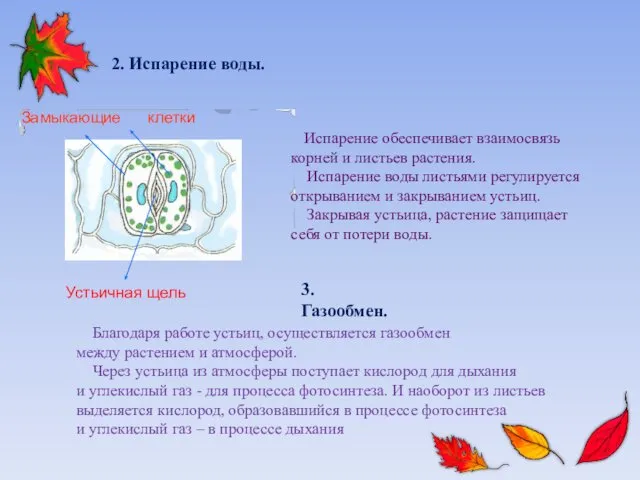 2. Испарение воды. Замыкающие клетки Испарение обеспечивает взаимосвязь корней и листьев