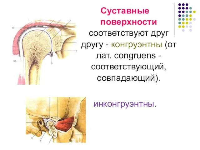 Суставные поверхности соответствуют друг другу - конгруэнтны (от лат. congruens - соответствующий, совпадающий). инконгруэнтны.