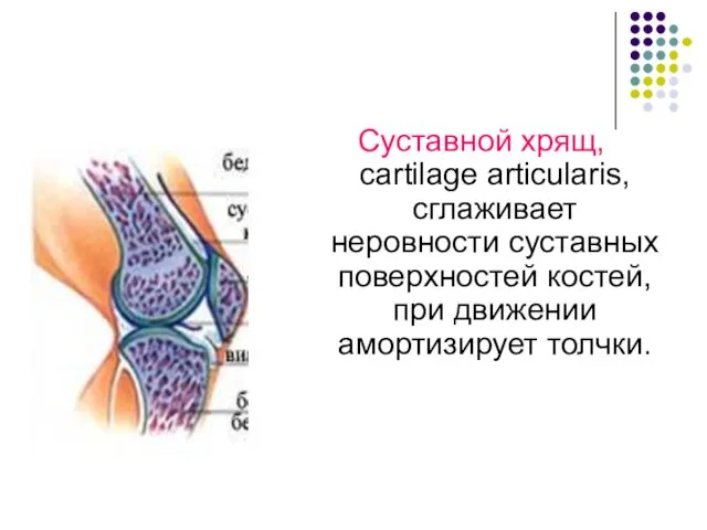 Суставной хрящ, cartilage articularis, сглаживает неровности суставных поверхностей костей, при движении амортизирует толчки.