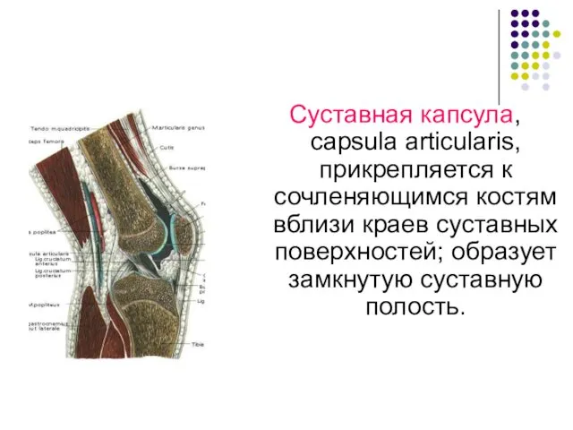 Суставная капсула, capsula articulаris, прикрепляется к сочленяющимся костям вблизи краев суставных поверхностей; образует замкнутую суставную полость.