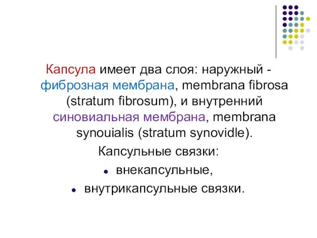 Капсула имеет два слоя: наружный - фиброзная мембрана, membrana fibrosa (stratum