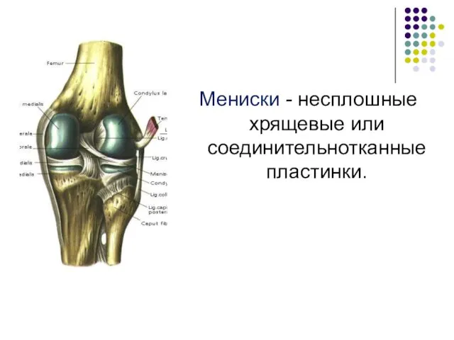 Мениски - несплошные хрящевые или соединительнотканные пластинки.