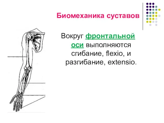 Биомеханика суставов Вокруг фронтальной оси выполняются сгибание, flexio, и разгибание, extensio.