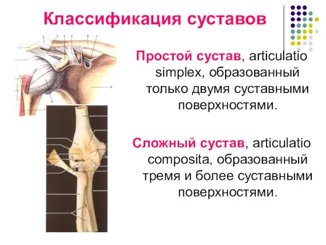 Классификация суставов Простой сустав, articulatio simplex, образованный только двумя суставными поверхностями.