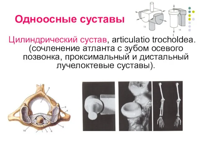 Одноосные суставы Цилиндрический сустав, articulatio trocholdea. (сочленение атланта с зубом осевого