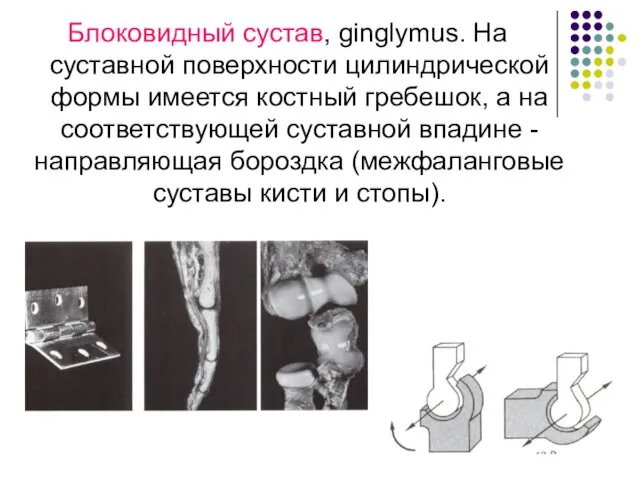 Блоковидный сустав, ginglymus. На суставной поверхности цилиндрической формы имеется костный гребешок,