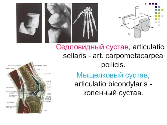 Седловидный сустав, articulatio sellaris - art. carpometacаrpea pollicis. Мыщелковый сустав, articulatio bicondylaris - коленный сустав.