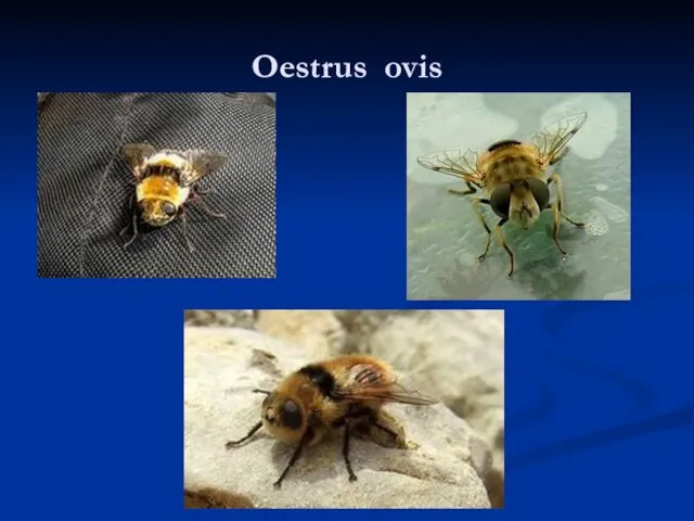 Oestrus ovis