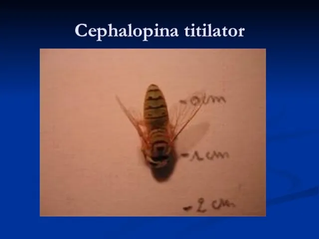 Cephalopina titilator