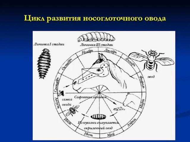 Цикл развития носоглоточного овода