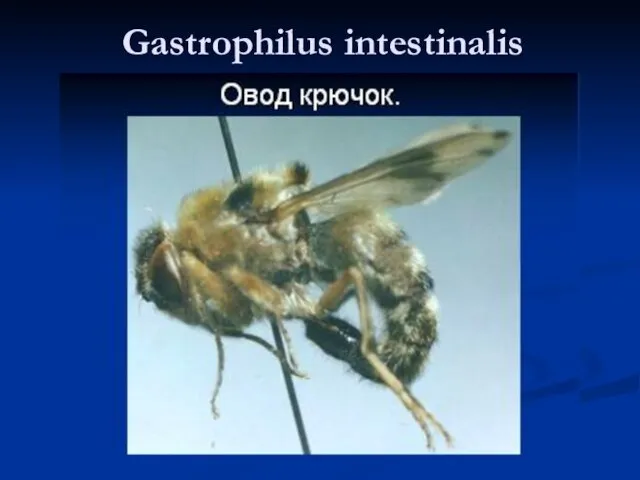 Gastrophilus intestinalis