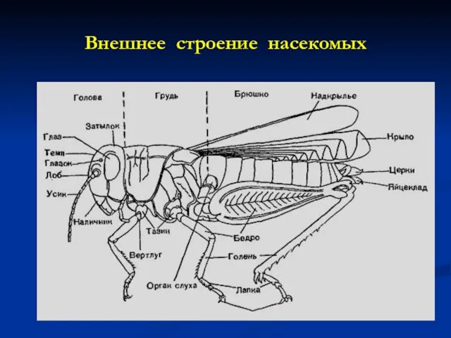 Внешнее строение насекомых