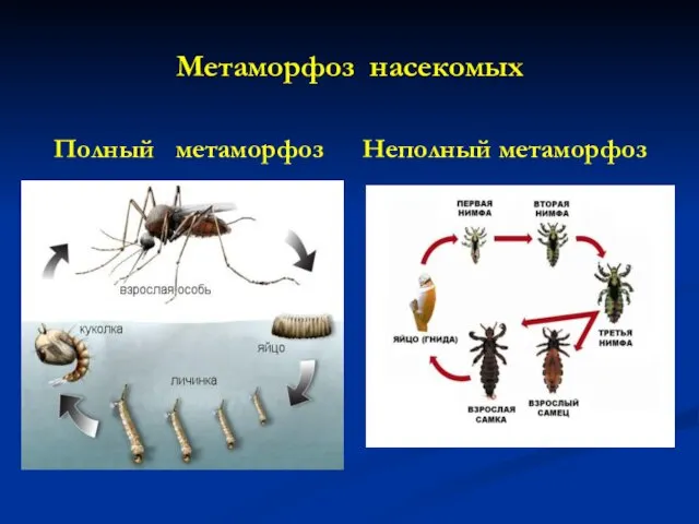 Метаморфоз насекомых Полный метаморфоз Неполный метаморфоз