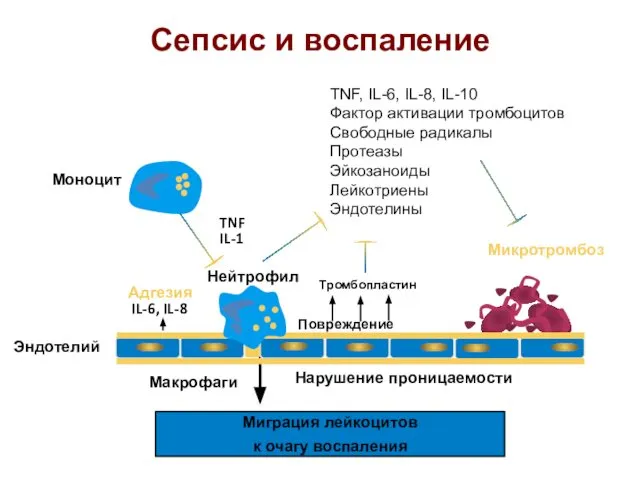 Сепсис и воспаление Нарушение проницаемости