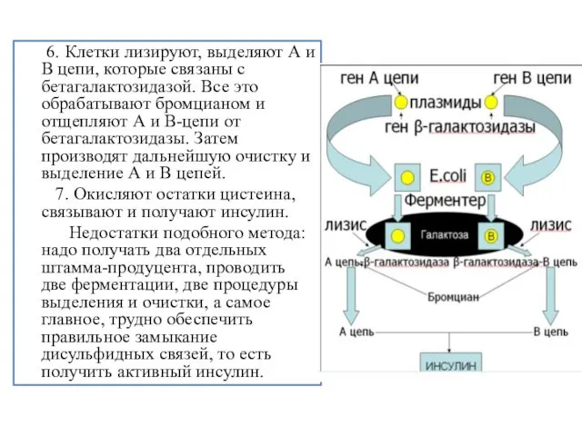 6. Клетки лизируют, выделяют А и В цепи, которые связаны с