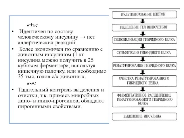 «+»: Идентичен по составу человеческому инсулину → нет аллергических реакций. Более