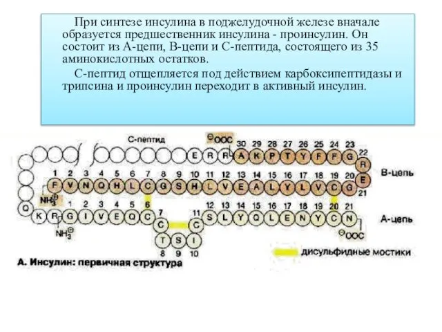 При синтезе инсулина в поджелудочной железе вначале образуется предшественник инсулина -