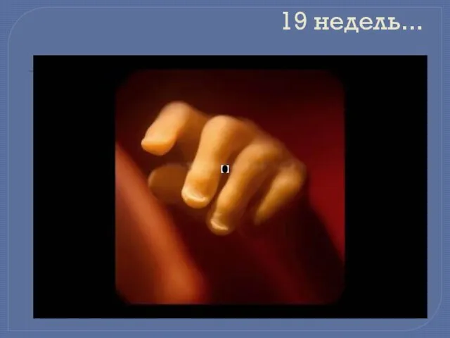 19 недель...