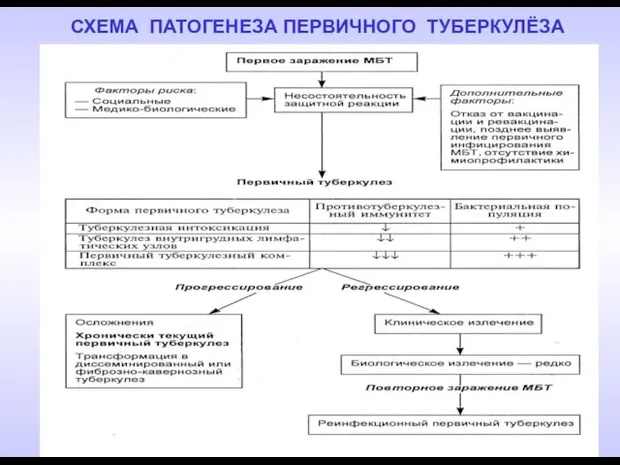 СХЕМА ПАТОГЕНЕЗА ПЕРВИЧНОГО ТУБЕРКУЛЁЗА