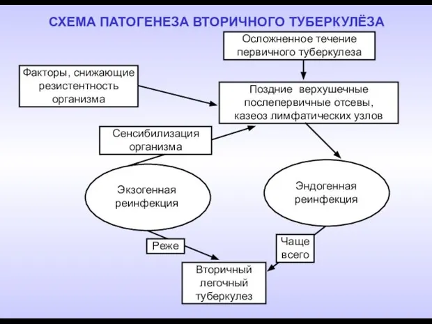 СХЕМА ПАТОГЕНЕЗА ВТОРИЧНОГО ТУБЕРКУЛЁЗА