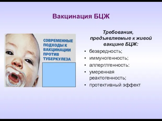 Вакцинация БЦЖ Требования, предъявляемые к живой вакцине БЦЖ: безвредность; иммуногенность; аллерглгенность: умеренная реактогенность; протективный эффект