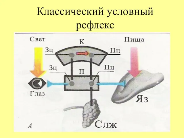 Классический условный рефлекс