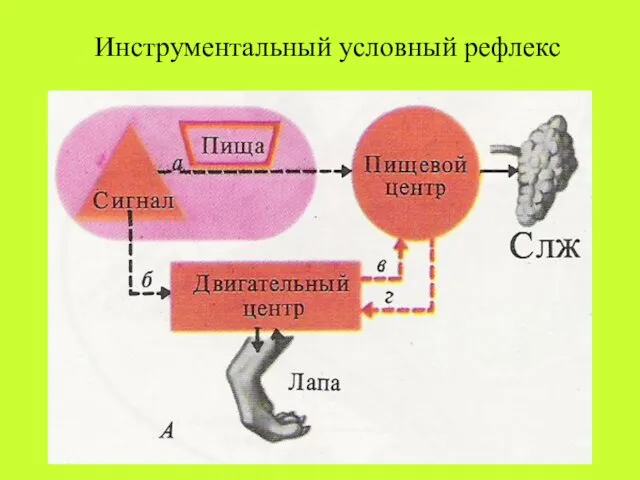 Инструментальный условный рефлекс