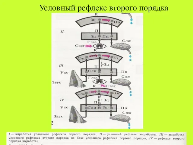 Условный рефлекс второго порядка