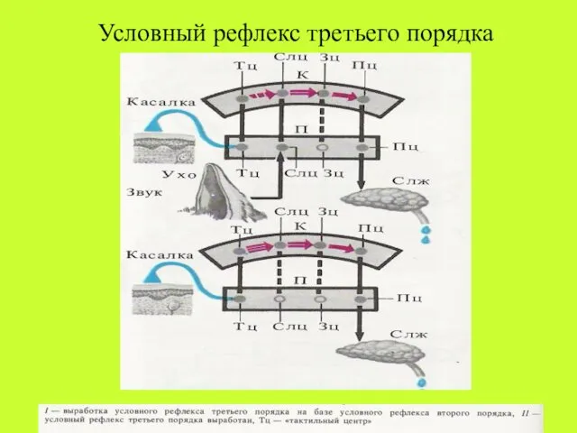 Условный рефлекс третьего порядка