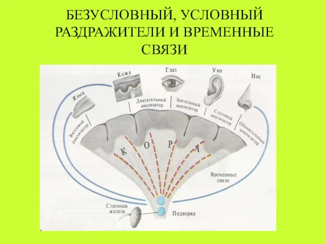 БЕЗУСЛОВНЫЙ, УСЛОВНЫЙ РАЗДРАЖИТЕЛИ И ВРЕМЕННЫЕ СВЯЗИ