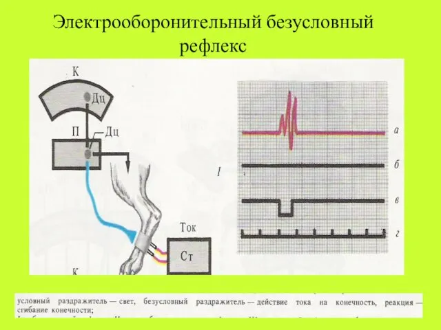 Электрооборонительный безусловный рефлекс