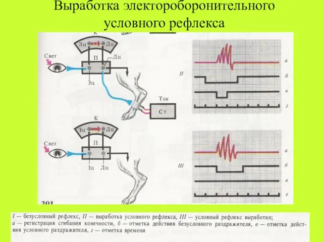 Выработка электороборонительного условного рефлекса