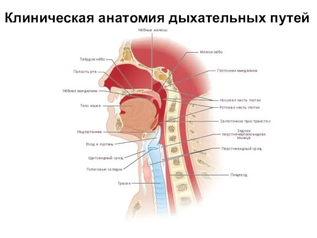 Клиническая анатомия дыхательных путей