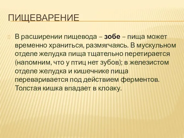 ПИЩЕВАРЕНИЕ В расширении пищевода – зобе – пища может временно храниться,